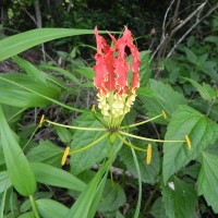 Gloriosa superba L.